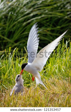 The Arctic Tern, feeding it´s young. Flatey Island, Iceland