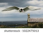 Arctic Tern in flight