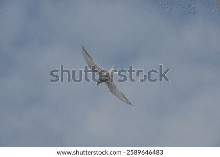 Arctic tern in flight at the tern colony at the Eidersperrwerk with the cloudy sky in the background.