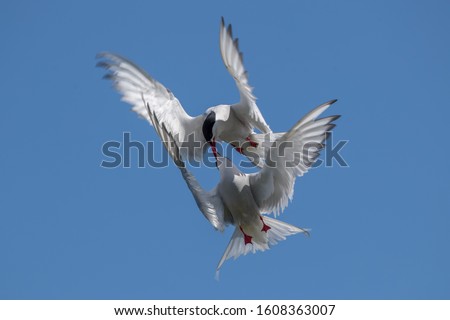 Arctic Tern Flying and Fighting