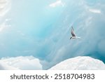 Arctic tern flying in a a glacier lagoon