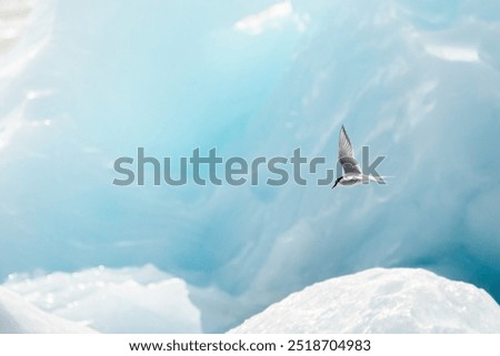 Arctic tern flying in a a glacier lagoon