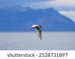 Arctic tern flying over Puerto Natales during the austral summer in Patagonia, Chile, Magallanes and Antartica Chilena Region