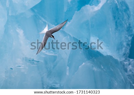 Arctic tern hunting by an ice berg in Svalbard