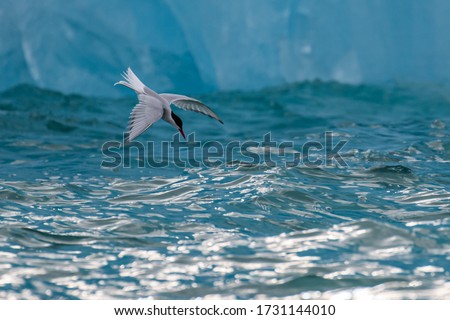 Arctic tern hunting by an ice berg in Svalbard