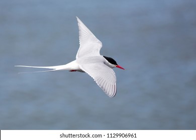 30,688 Iceland Bird Images, Stock Photos & Vectors | Shutterstock