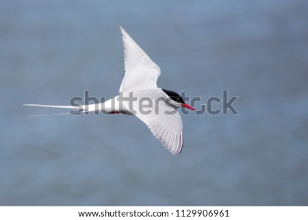 Arctic Tern in Iceland during fly, amazing fast bird,close up detail view, wildlife shooting in Iceland, travel photo tip, traveling over the world, Akranes 