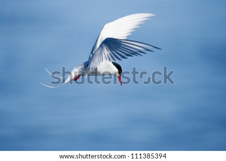 Arctic tern in mid-air