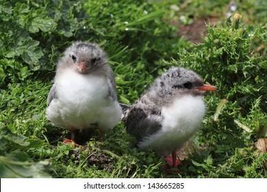 Arctic Tern Seabird Migration With Great Fisher Of Fish Is Laying On The Ground To Nest On The Cliffs In The Scottish Archipelago Of Summer Make It A Nature Reserve