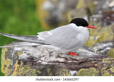 Arctic Tern Seabird Migration With Great Fisher Of Fish Is Laying On The Ground To Nest On The Cliffs In The Scottish Archipelago Of Summer Make It A Nature Reserve