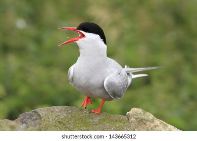 Arctic Tern Seabird Migration With Great Fisher Of Fish Is Laying On The Ground To Nest On The Cliffs In The Scottish Archipelago Of Summer Make It A Nature Reserve