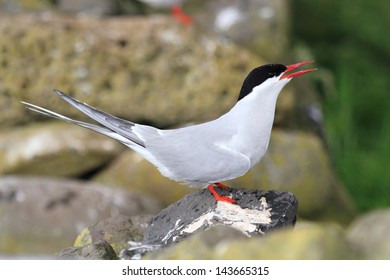 Arctic Tern Seabird Migration With Great Fisher Of Fish Is Laying On The Ground To Nest On The Cliffs In The Scottish Archipelago Of Summer Make It A Nature Reserve