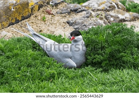 Arctic Tern sitting on her nest in a grassy area