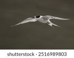 Arctic tern (Sterna paradisaea), a tern in the family Laridae, observed at Mumbai coast in Maharashtra, India during monsoons