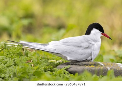 The Arctic tern (Sterna paradisaea) is a tern in the family Laridae.
