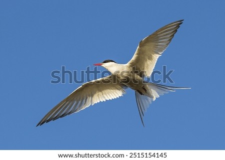 Arctic tern (Sterna paradisaea) in flight, peninsula Snaefellsnes, Iceland, Europe