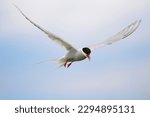 Arctic tern (Sterna paradisaea) flying