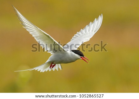 The Arctic Tern, Sterna paradisaea is flying and looking for its chicks to feed them, they nest in typical medow, at the famous Jökulsárlón glacier lake in Iceland
