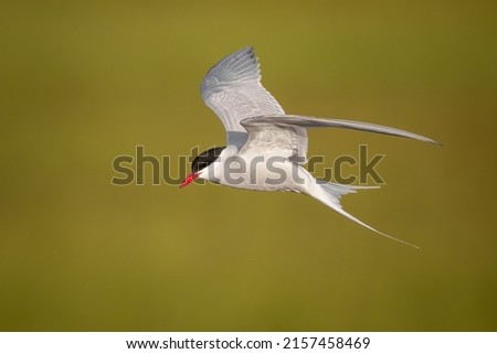 Arctic tern (Sterna paradisaea) Flying over breeding colony in Iceland on snaefellsnes peninsula