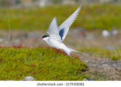 Arctic Tern - Sterna Paradisaea, Landing On Grass With Spreaded Wings With Colorful Vegatation In Background.Photo From Ekkeroy At Varanager Penisula In Norway. Arctic Tern Is Famous For Its Migration