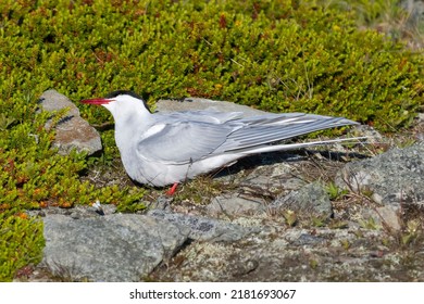  Arctic Tern - Sterna Paradisaea, On The Stone With Colorful Vegatation In Background. Photo From Ekkeroy At Varanager Penisula In Norway. The Arctic Tern Is Famous For Its Migration.