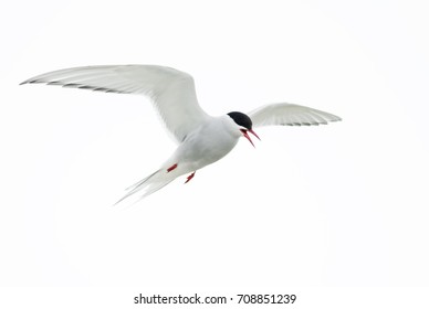 Arctic Tern - Sterna paradisaea, Shetlands, UK