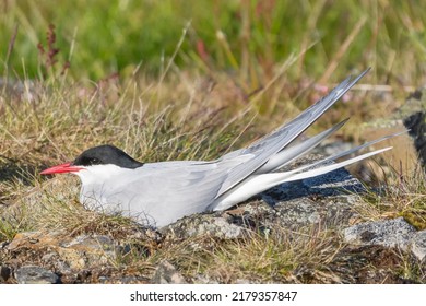  Arctic Tern - Sterna Paradisaea, Sitting On Nest. Photos Taken At Ekkeroy At Varanger Penisula In Norway. The Arctic Tern Is Famous For Its Migration.