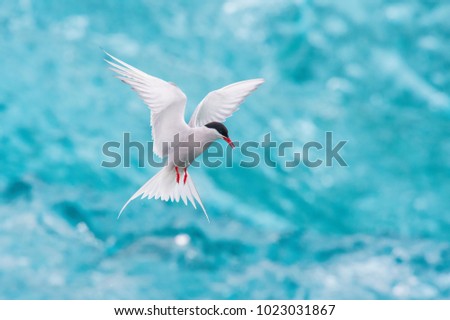 The Arctic Tern, Sterna paradisaea is soaring and  looking for the fish, in the background are pieces of blue glacier, at the famous glacier lake Jökulsárlón in Iceland 
