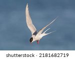 Arctic tern - Sterna paradisaea - with spread wings in flight on blue sky background. Photo from Ekkeroy, Varanger Penisula in Norway. The Arctic tern is famous for its migration.