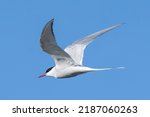 Arctic tern - Sterna paradisaea - with spread wings in flight on blue sky background. Photo from Ekkeroy, Varanger Penisula in Norway. The Arctic tern is famous for its migration.