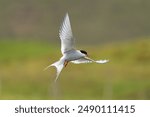 Arctic tern - Sterna paradisaea - with spread wings in flight at green background. Photo from Snaefellsnes Penisula in Iceland. The Arctic tern is famous for its migration.