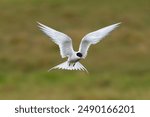 Arctic tern - Sterna paradisaea - with spread wings in flight at green background. Photo from Snaefellsnes Penisula in Iceland. The Arctic tern is famous for its migration.