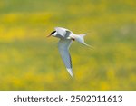 Arctic tern - Sterna paradisaea - with spread wings in flight at tellow background. Photo from Grimsey Island in Iceland. The Arctic tern is famous for its migration.