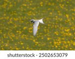 Arctic tern - Sterna paradisaea - with spread wings in flight at tellow background. Photo from Grimsey Island in Iceland. The Arctic tern is famous for its migration.