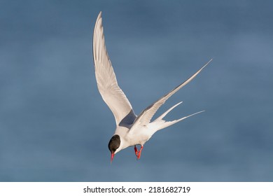Arctic tern - Sterna paradisaea - with spread wings in flight on blue sky background. Photo from Ekkeroy, Varanger Penisula in Norway. The Arctic tern is famous for its migration.