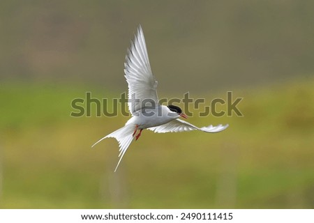 Similar – Image, Stock Photo Arctic tern in flight against clear sky in Iceland