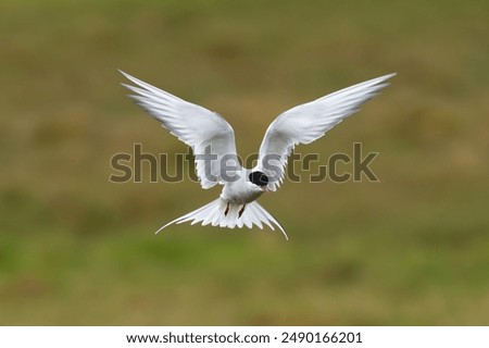Similar – Image, Stock Photo Arctic tern in flight against clear sky in Iceland