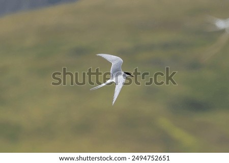 Arctic tern - Sterna paradisaea - with spread wings in flight at dark green background. Photo from Snaefellsnes Penisula in Iceland. The Arctic tern is famous for its migration.