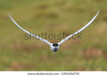 Arctic tern - Sterna paradisaea - with spread wings in flight in front at green background. Photo from Snaefellsnes Penisula in Iceland. The Arctic tern is famous for its migration.