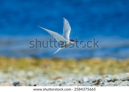 Similar – Image, Stock Photo Arctic tern in flight against clear sky in Iceland