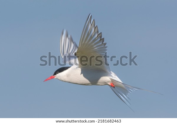 Arctic tern -\
Sterna paradisaea - with spread wings in flight on blue sky\
background. Photo from Ekkeroy, Varanger Penisula in Norway. The\
Arctic tern is famous for its\
migration.