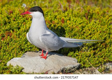 Arctic Tern - Sterna Paradisaea, Standing On The Stone With Colorful Vegatation In Background. Photo From Ekkeroy At Varanager Penisula In Norway. The Arctic Tern Is Famous For Its Migration.