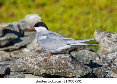 Arctic Tern - Sterna Paradisaea, Standing On The Stone With Colorful Vegatation In Background. Photo From Ekkeroy At Varanager Penisula In Norway. The Arctic Tern Is Famous For Its Migration.