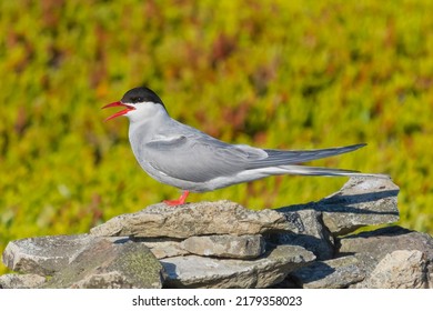  Arctic Tern - Sterna Paradisaea, Standing On The Stone With Colorful Vegatation In Background. Photo From Ekkeroy At Varanager Penisula In Norway. The Arctic Tern Is Famous For Its Migration.