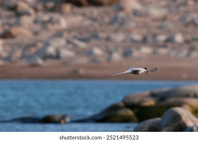 Arctic Tern in Svalbard Islands