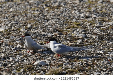 Arctic Tern in Svalbard Islands