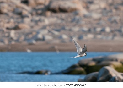 Arctic Tern in Svalbard Islands