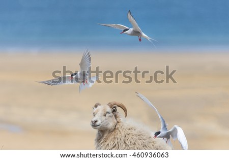 Arctic terns attacking passing sheep on a beach in the Western fjords, Iceland