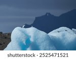 Arctic terns on icebergs of the Jokulsarlon Glacier Lagoon, Iceland.