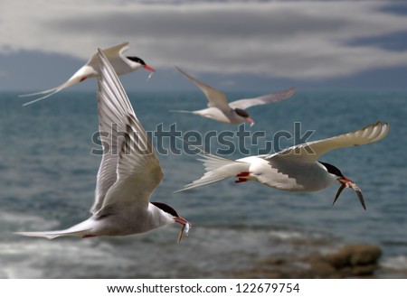 Arctic Terns returning to their mates with food for their chicks.